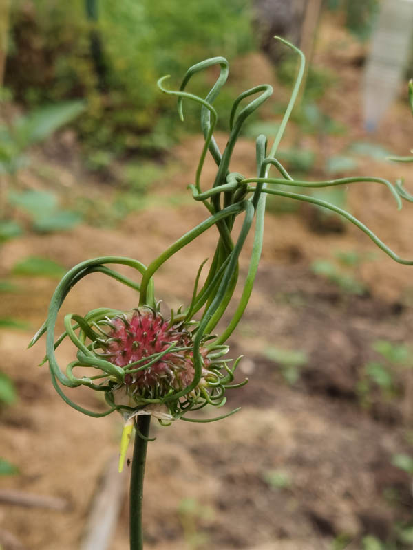 Allium vineale